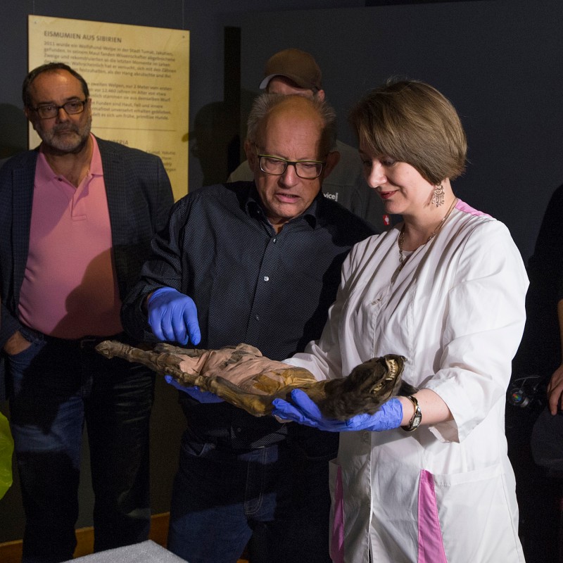 Woman in a white coat and man with blue glasses jointly hold a preserved animal; other people stand nearby and look
                                 on. (AI-generated alt-text, generated with GPT-4.1-mini)