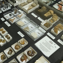 : Originalfossilien in verschiedenen Größen © NHM Wien, C. Potter
