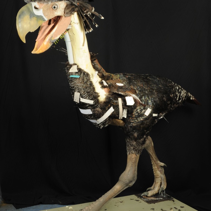 Lebensgroßes
                                 Modell eines Terrorvogels mit dunklem Federkleid, langem Hals, großem Schnabel und ausgestrecktem Maul auf Holzplatte. (KI-generierter
                                 Alt-Text, erstellt mit GPT-4.1-mini)