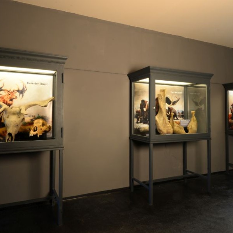Drei
                                 Vitrinen mit eiszeitlichen Tierskeletten und Modellen vor neutraler Wand. (KI-generierter Alt-Text, erstellt mit GPT-4.1-mini)