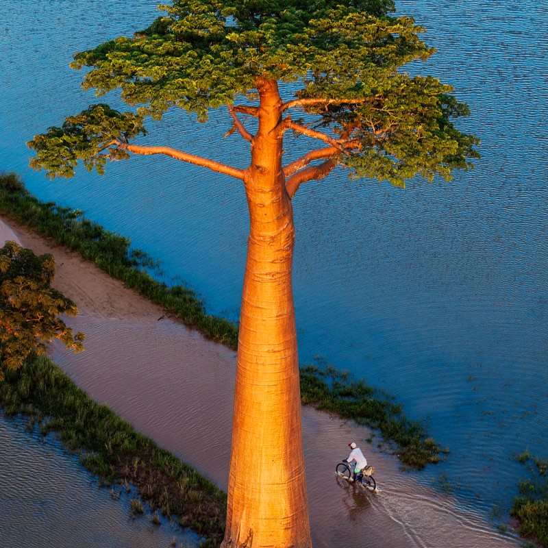 Large
                                 baobab tree with green canopy rises from shallow water, a single person rides a bicycle below through a wet track. (AI-generated
                                 alt-text, generated with GPT-4.1-mini)
