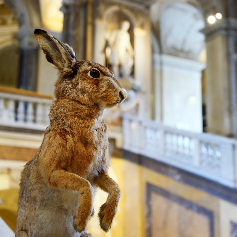 Mounted brown hare in upright posture in front of a bright, ornately decorated staircase. (AI-generated alt-text,
                                 generated with GPT-4.1-mini)