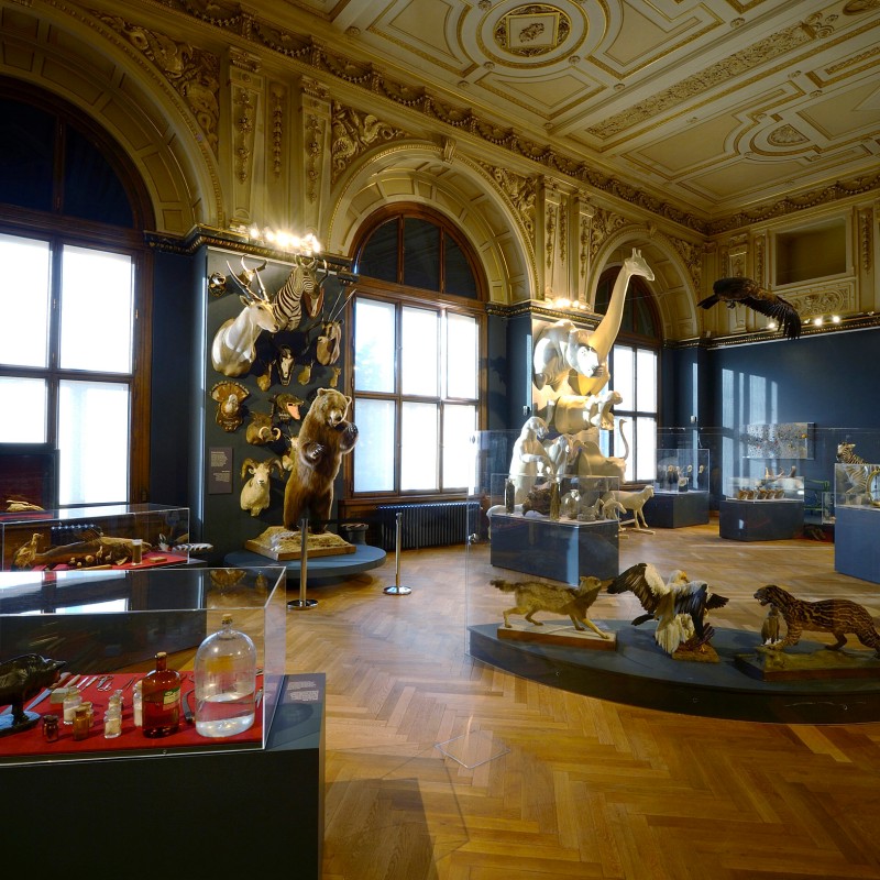 Exhibition hall at the Natural History Museum Vienna with animal specimens and display cases on parquet floor, large
                                 windows in the background. (AI-generated alt-text, generated with GPT-4.1-mini)