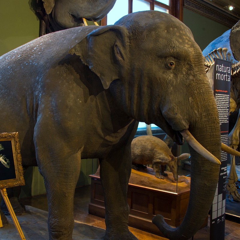 Preserved elephant in an exhibition room, surrounded by additional mounted elephants; display board with fossil
                                 teeth on an easel nearby. (AI-generated alt-text, generated with GPT-4.1-mini)