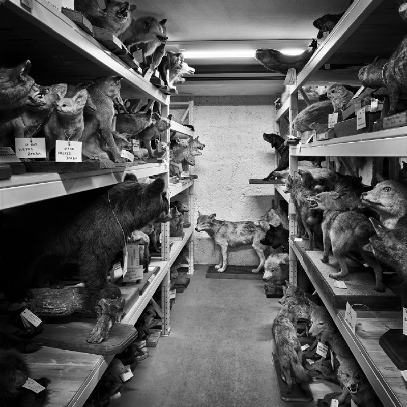 Insides. Behind the scenes of the Natural History Museum Vienna ©Courtesy
                                 of the artist, Stefan Oláh