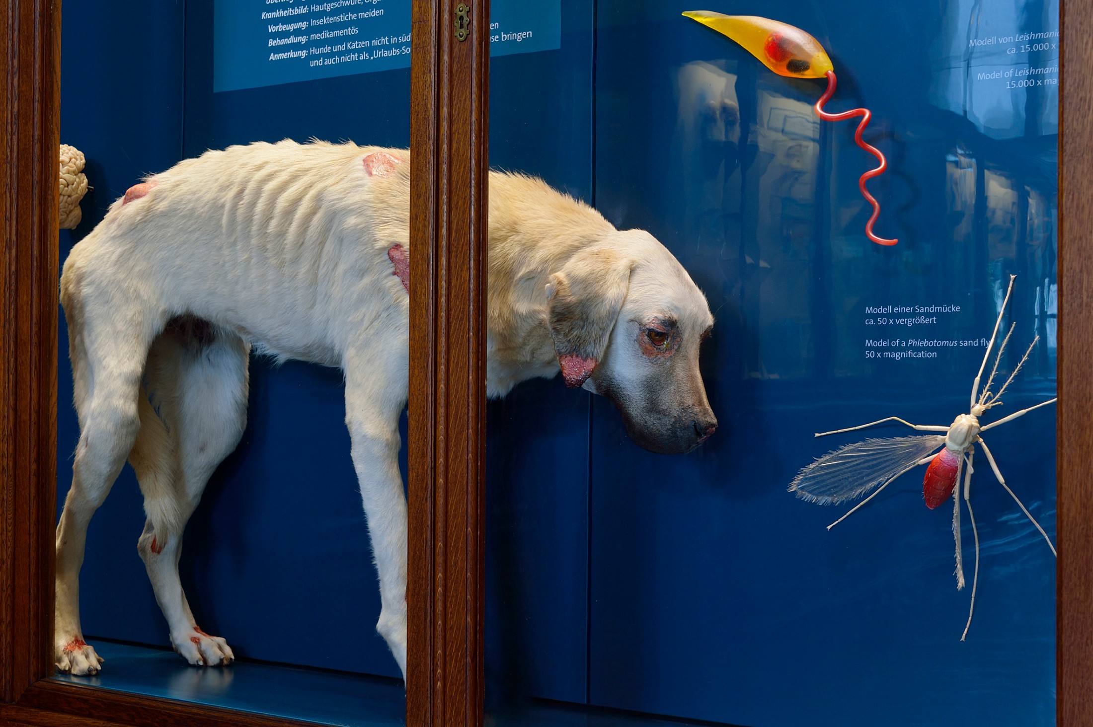 : Ausgestopfter Hund mit sichtbaren Rippen hinter Glasvitrine neben Modellen einzelliger Organismen an blauer Wand. (KI-generierter Alt-Text, erstellt mit GPT-4.1-mini)