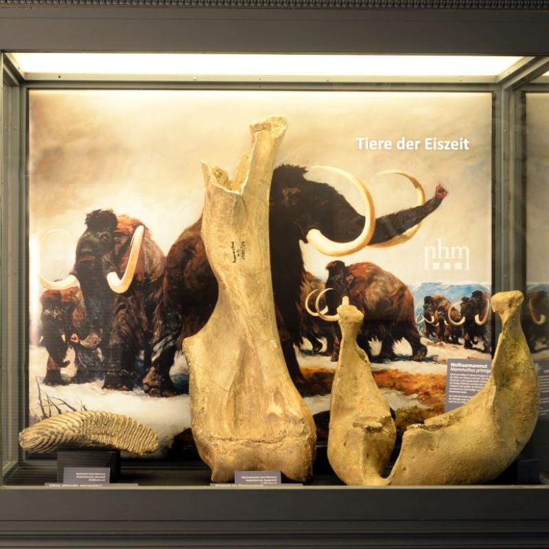 Vitrine
                                 mit großen fossilen Knochen und Stoßzahnfragment vor einer Illustration mit mehreren Wollhaarmammuts in winterlicher Landschaft.
                                 Im Hintergrund steht 'Tiere der Eiszeit'. (KI-generierter Alt-Text, erstellt mit GPT-4.1-mini)