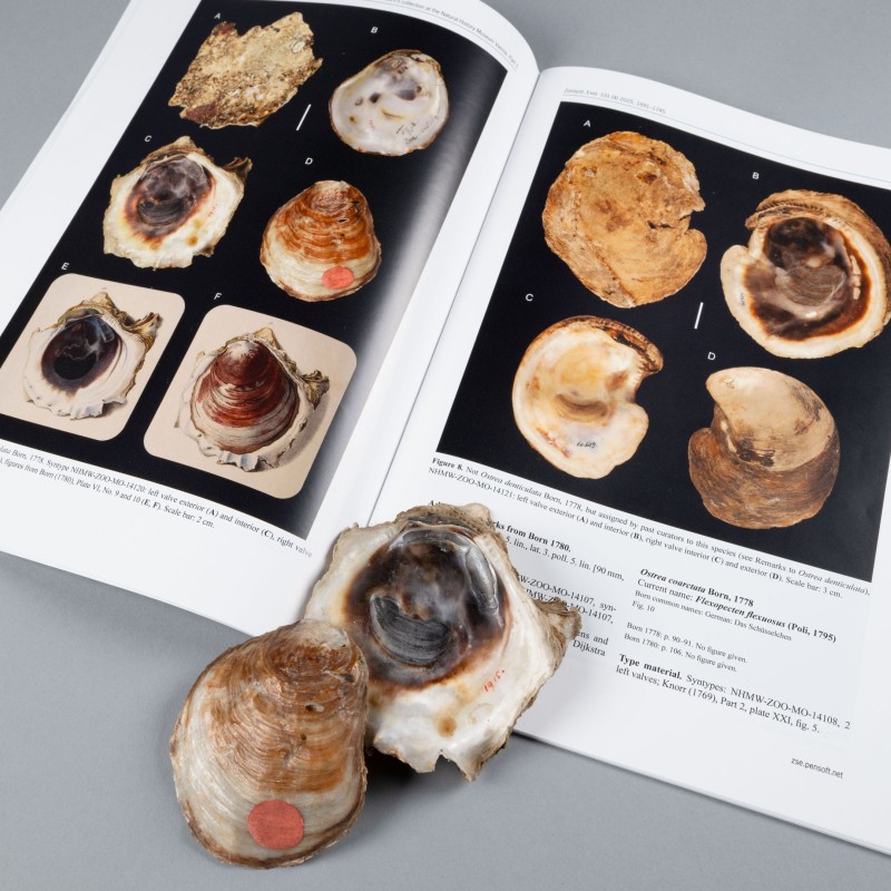 Born-Typenkatalog mit Mollusken