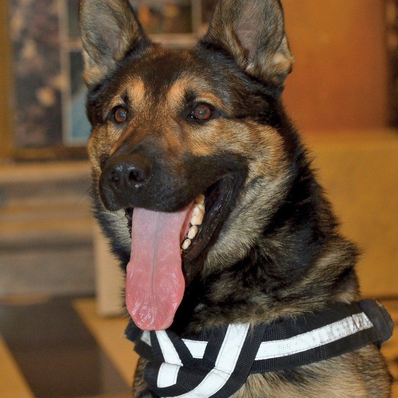 Deutscher Schäferhund mit aufgeklappter Zunge, aufrechter Haltung und reflektierendem Brustgeschirr vor unscharfem
                                 Hintergrund. (KI-generierter Alt-Text, erstellt mit GPT-4.1-mini)