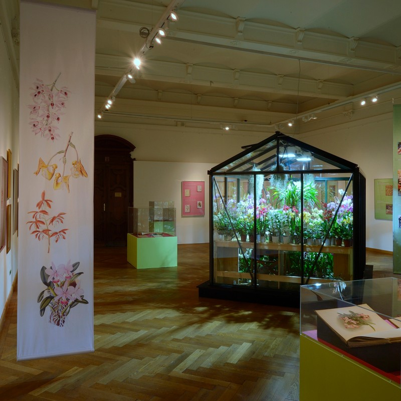 Exhibition room with a glass pavilion filled with blooming orchids, framed botanical illustrations on the walls,
                                 and several display cases. (AI-generated alt-text, generated with GPT-4.1-mini)
