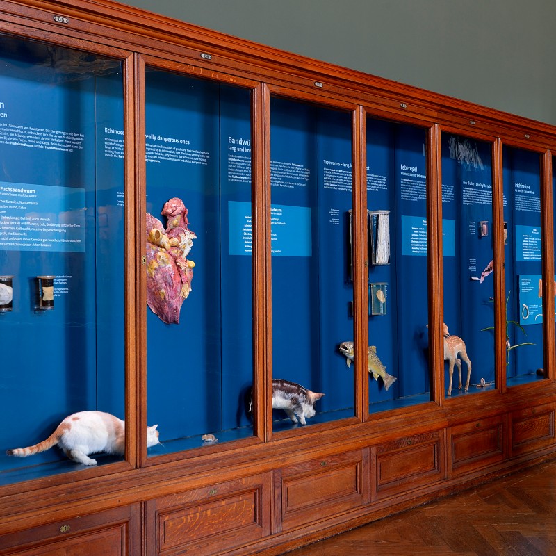 Large wooden-framed display case with blue background containing various animal specimens and texts, with two cats
                                 at the bottom edge (AI-generated alt-text, generated with GPT-4.1-mini)