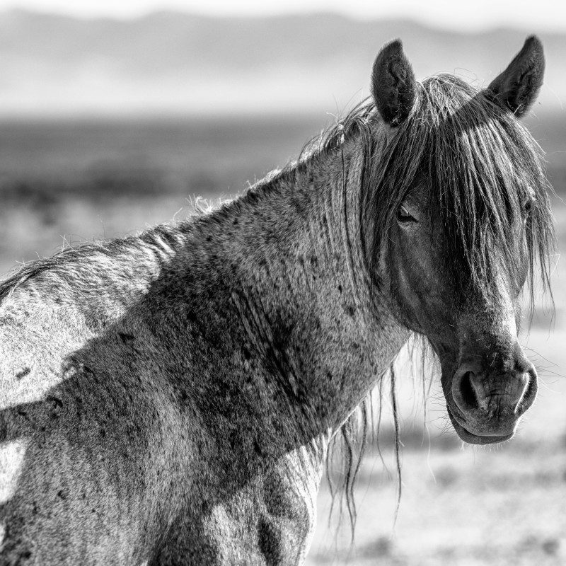 Mustang im Profil mit langem Fell und zerzauster Mähne, blickt nach vorne. Der Hintergrund ist unscharf. (KI-generierter
                                 Alt-Text, erstellt mit GPT-4.1-mini)