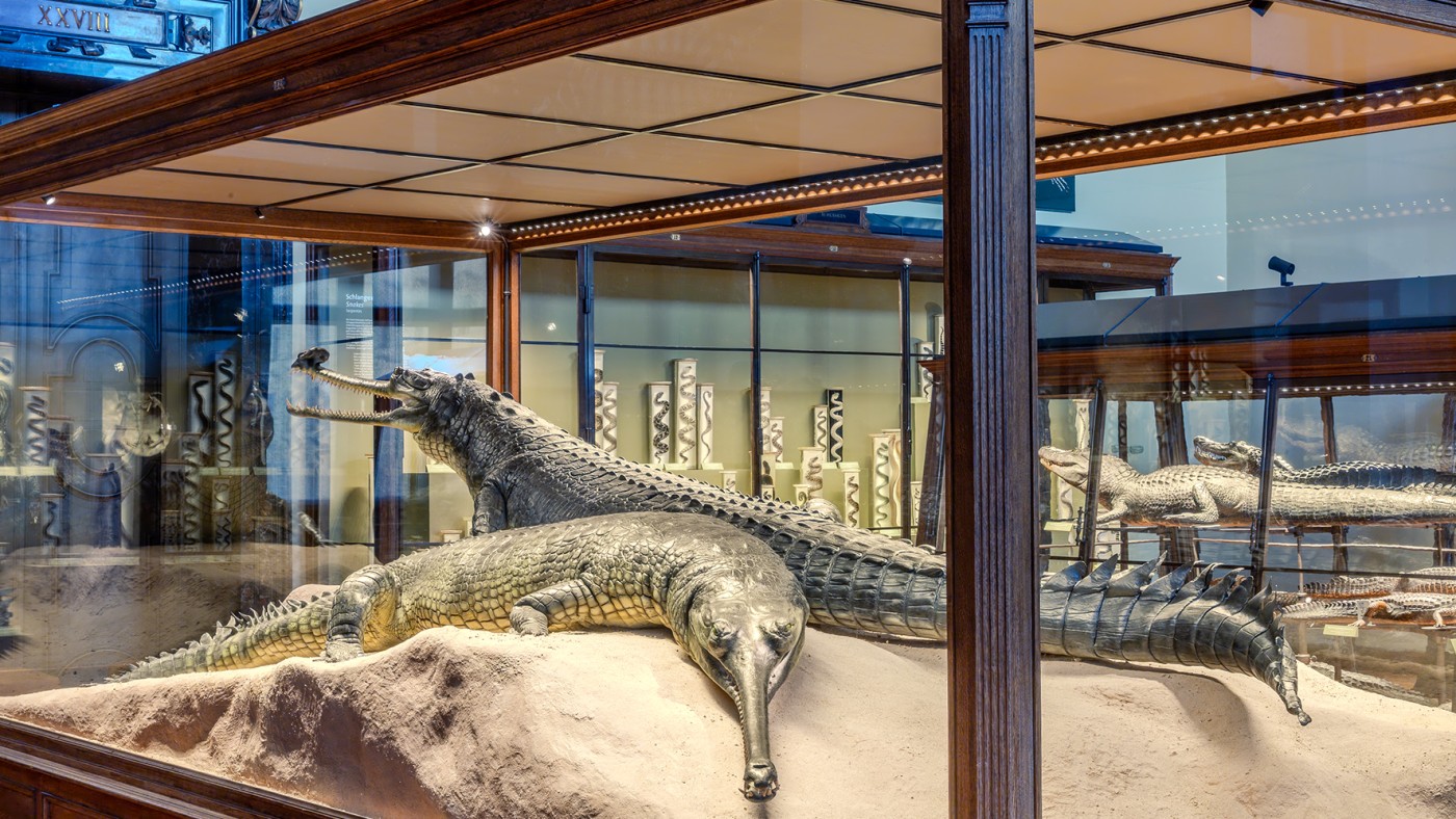 Historic objects, such as the Gaviale, are presented in all their glory © NHM Vienna, Wilhelm Bauer-Thell