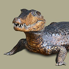 : Dwarf caiman © NHM Vienna, C. Potter