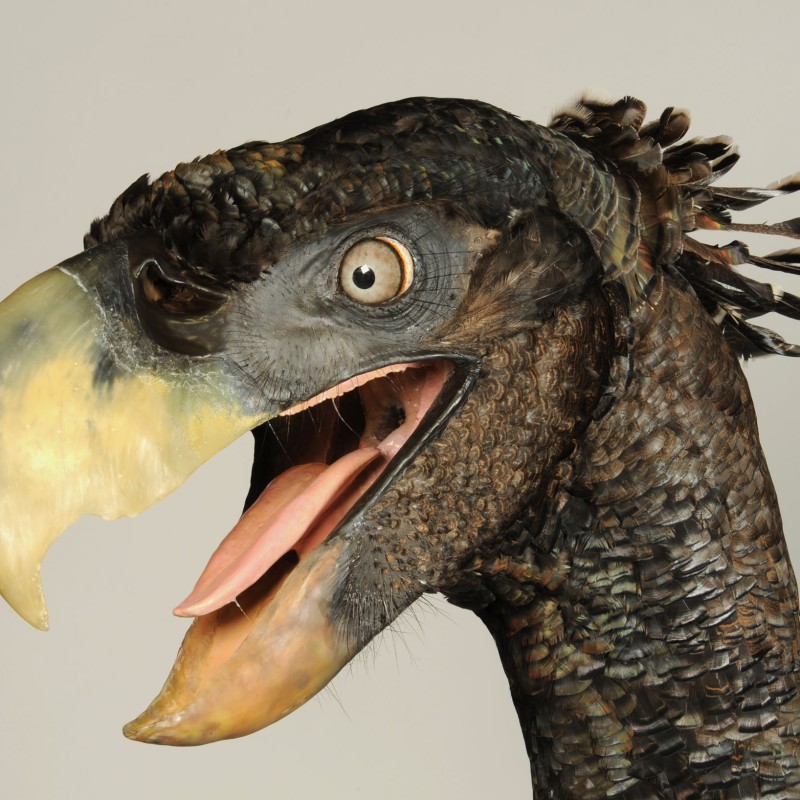 Nahaufnahme
                                 des Kopfes eines großen, ausgestorbenen Terrorvogels mit offenem Schnabel und auffälligem, gebogenem Schnabel. (KI-generierter
                                 Alt-Text, erstellt mit GPT-4.1-mini)