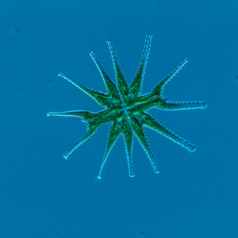 Star-shaped green ornamental alga with symmetrically arranged long and short extensions on a blue background. (AI-generated
                                 alt-text, generated with GPT-4.1-mini)