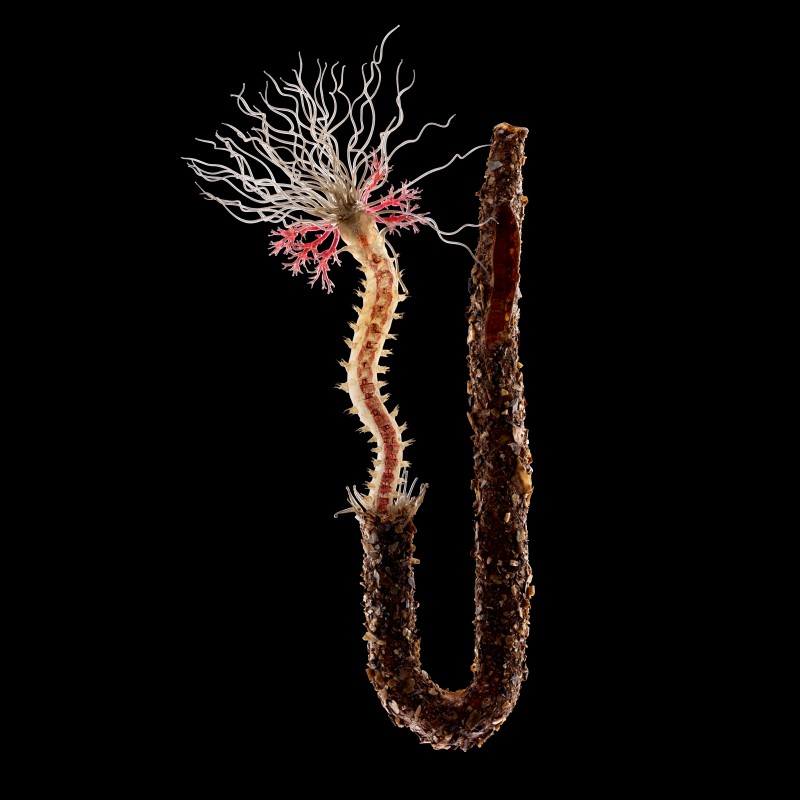 Spaghetti worm Terebella conchilega with long white tentacles and segmented body, partially emerging from a tubular
                                 casing. (AI-generated alt-text, generated with GPT-4.1-mini)