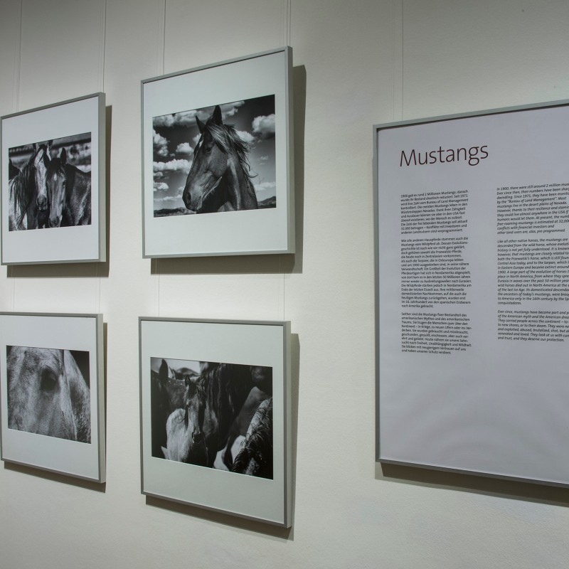 White wall with six framed black-and-white horse photographs on the left and a large text panel titled 'Mustangs'
                                 on the right. (AI-generated alt-text, generated with GPT-4.1-mini)