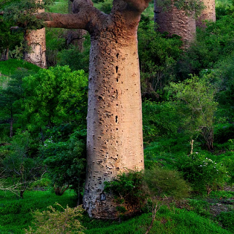 Dense baobab tree with massive trunk and broad crown in green bushland, below people herding cattle and goats. (AI-generated
                                 alt-text, generated with GPT-4.1-mini)