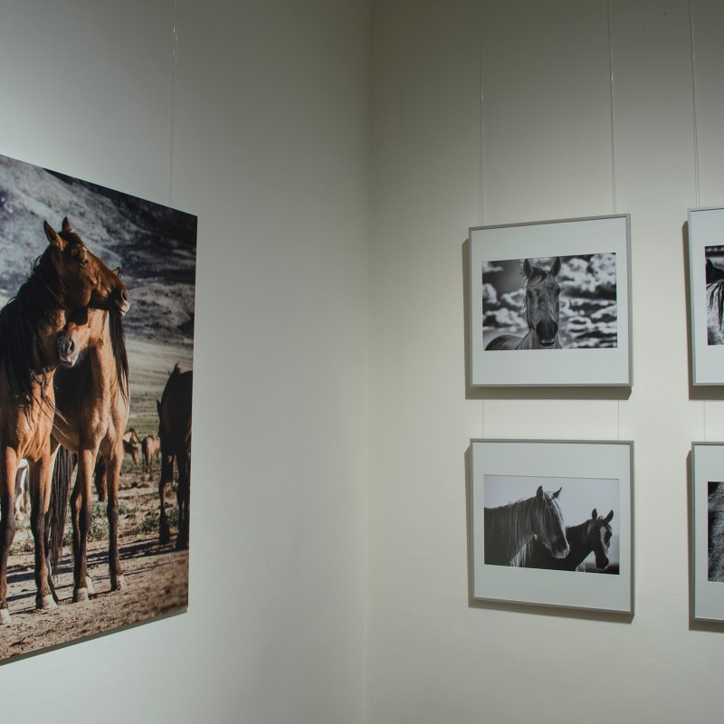Photograph of Mustangs on an exhibition wall, next to four framed black-and-white Mustang photographs, including
                                 a close-up of a horse's head. (AI-generated alt-text, generated with GPT-4.1-mini)