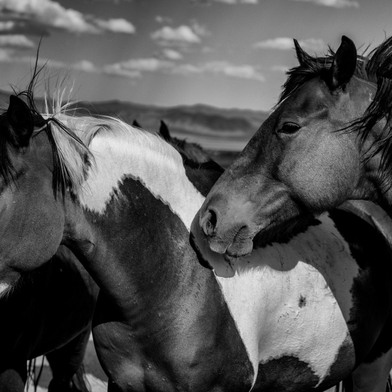 Two mustangs with piebald coats stand close together, one resting its head across the other's neck. Open landscape
                                 and clouds in the background. (AI-generated alt-text, generated with GPT-4.1-mini)