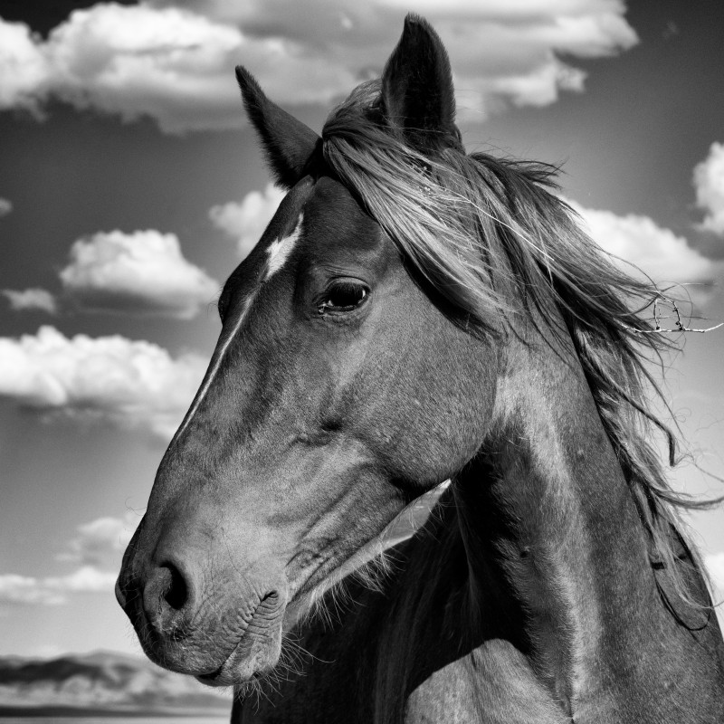 Close-up of a Mustang in black and white, head turned left, mane blowing in the wind, clouds and mountains in the
                                 background. (AI-generated alt-text, generated with GPT-4.1-mini)