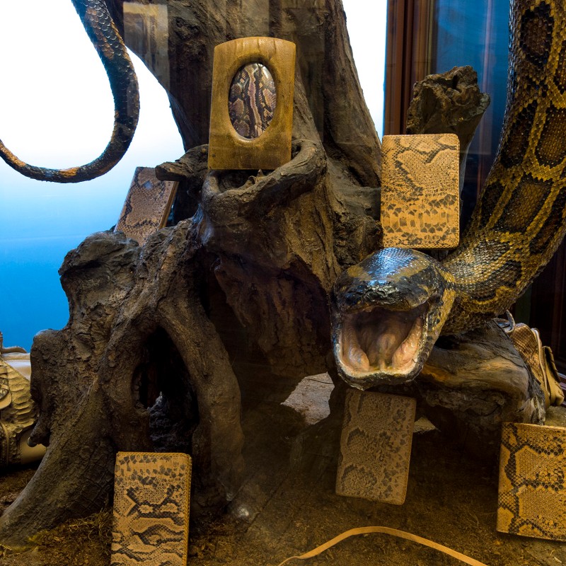 Large snake coiled around tree roots, raised with open mouth, surrounded by several bags and cases with scale patterns.
                                 (AI-generated alt-text, generated with GPT-4.1-mini)