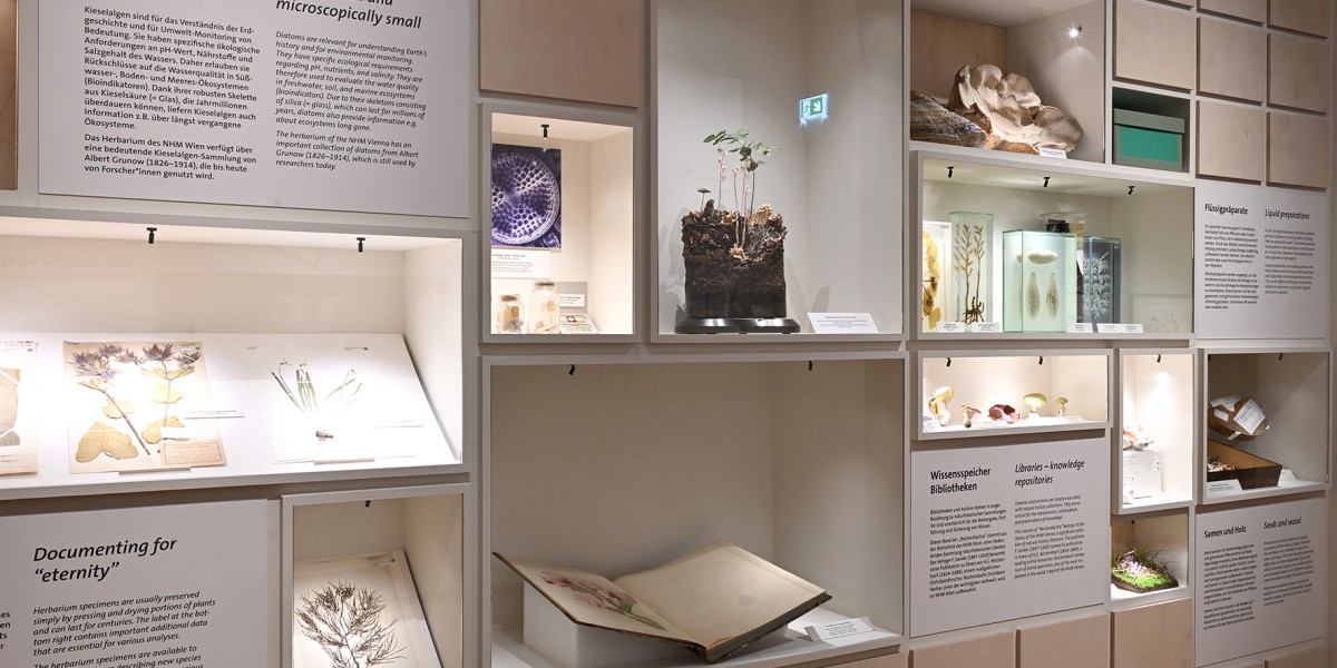 Ausstellungsraum mit Fotos und Herbarium-Information