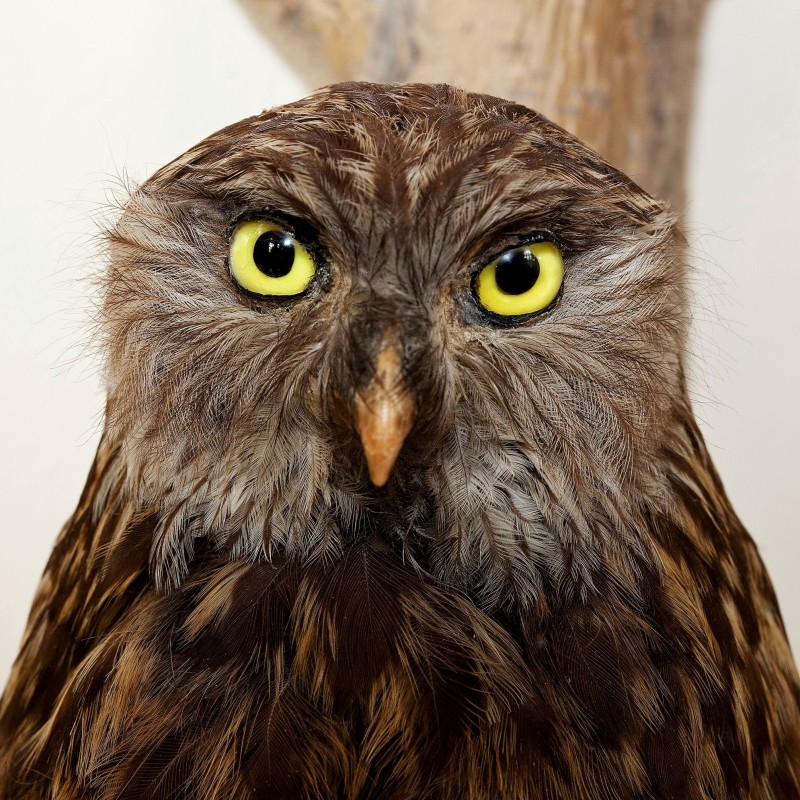 Weißwangenkauz