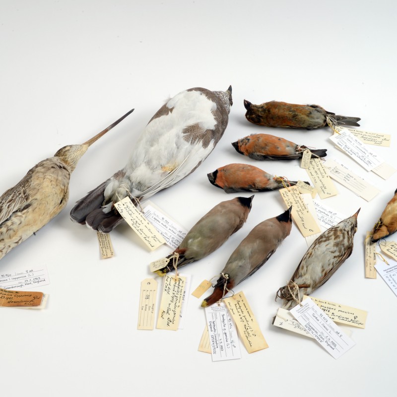Verschiedene ausgestopfte Vögel liegen in einer Reihe, an jedem Exemplar hängt ein beschriftetes Etikett. (KI-generierter
                                 Alt-Text, erstellt mit GPT-4.1-mini)
