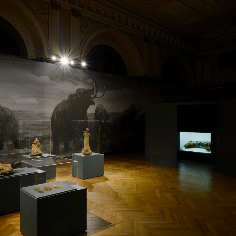 Dimly lit exhibition room with mammoth fossils in illuminated display cases, large mural of mammoths in the background.
                                 (AI-generated alt-text, generated with GPT-4.1-mini)