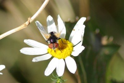: Goldschildfliege (<i>Elomya lateralis</i>) © Dominique Zimmermann