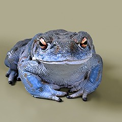 : Colorado river toad © NHM Vienna, C. Potter