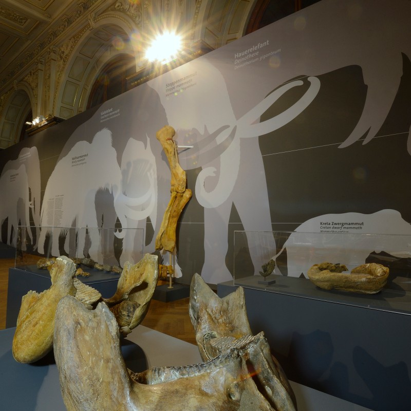 Large
                                 mammoth bones displayed on pedestals in front of a wall with stylized mammoth silhouettes and ceiling lights. (AI-generated
                                 alt-text, generated with GPT-4.1-mini)