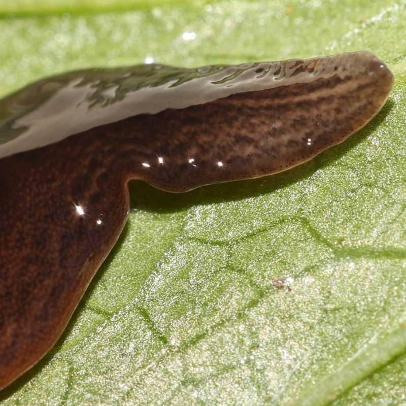 Kopf eines in Österreich gefundenen Exemplars der Plattwurmart Obama nungara.