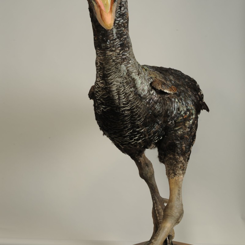 Großes, ausgestopftes Terrorvogel-Präparat mit offenem Schnabel und kräftigen Beinen auf Holzsockel. (KI-generierter
                                 Alt-Text, erstellt mit GPT-4.1-mini)
