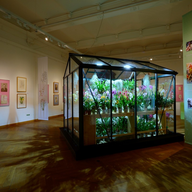 Illuminated glasshouse filled with blooming orchids in an exhibition room, surrounded by plant illustrations. (AI-generated
                                 alt-text, generated with GPT-4.1-mini)