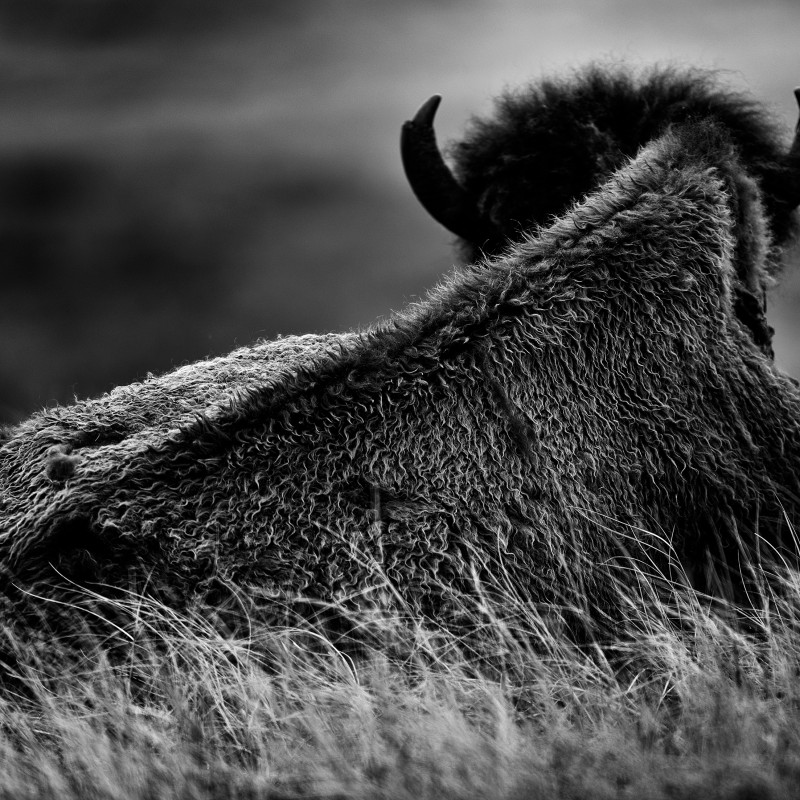 Large animal with thick, shaggy fur and horns seen from behind, resting in tall grass. (AI-generated alt-text, generated
                                 with GPT-4.1-mini)