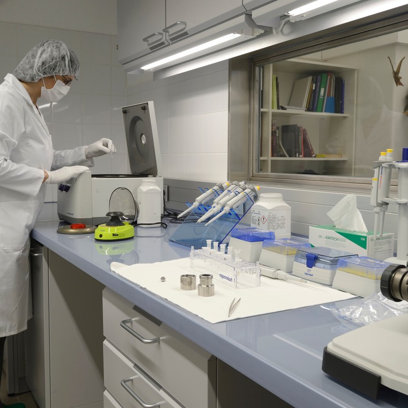 Person in a white lab coat and hairnet works at a laboratory bench with various devices, pipettes, and sample tubes.
                                 (AI-generated alt-text, generated with GPT-4.1-mini)