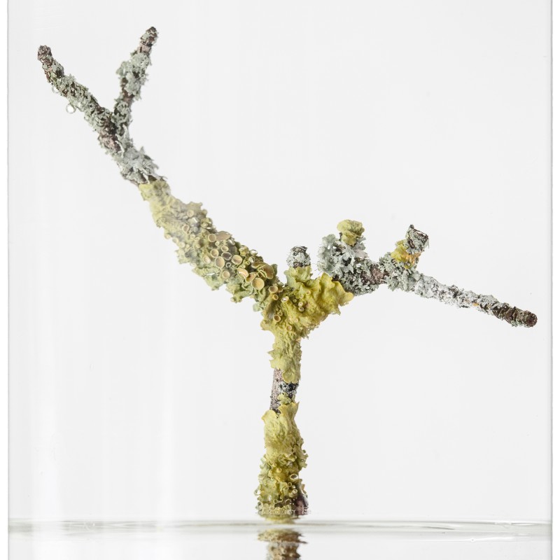 Close-up of a small, branched twig with yellow and light green lichen, along with pale lichen on the bark. (AI-generated
                                 alt-text, generated with GPT-4.1-mini)