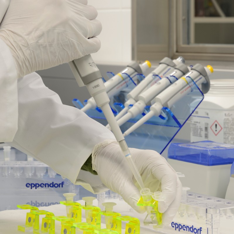 Gloved hand holding a pipette while filling yellow containers in a laboratory, additional pipettes in the background.
                                 (AI-generated alt-text, generated with GPT-4.1-mini)