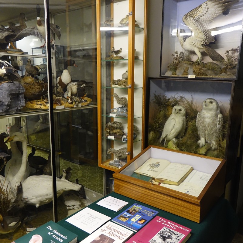 Vitrine mit ausgestopften Vögeln verschiedener Arten und Größen, zwei weiße Eulen rechts. Davor Schautisch mit Büchern
                                 und einem aufgeschlagenen Buch. (KI-generierter Alt-Text, erstellt mit GPT-4.1-mini)