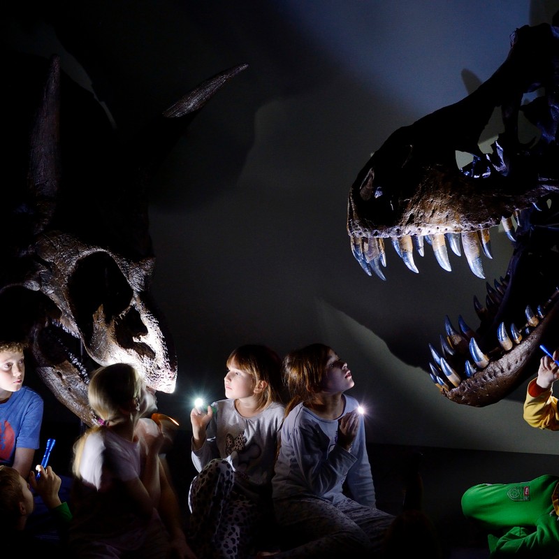 Children sit in front of illuminated dinosaur skulls, each holding a flashlight. (AI-generated
                                 alt-text, generated with GPT-4.1-mini)