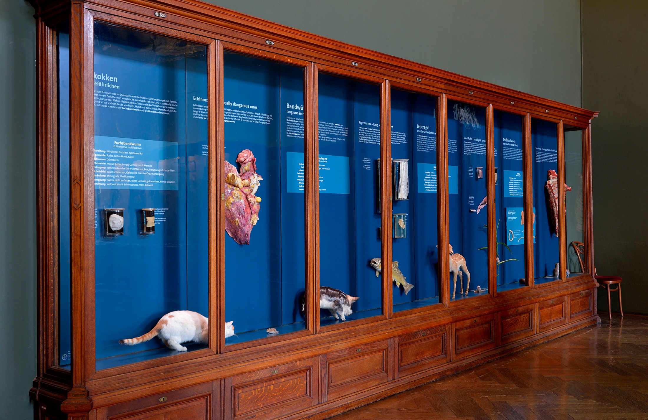 : Holzvitrine mit ausgestopften Tieren und Tierpräparaten vor blauer Wand mit erklärenden Texttafeln. (KI-generierter Alt-Text, erstellt mit GPT-4.1-mini)