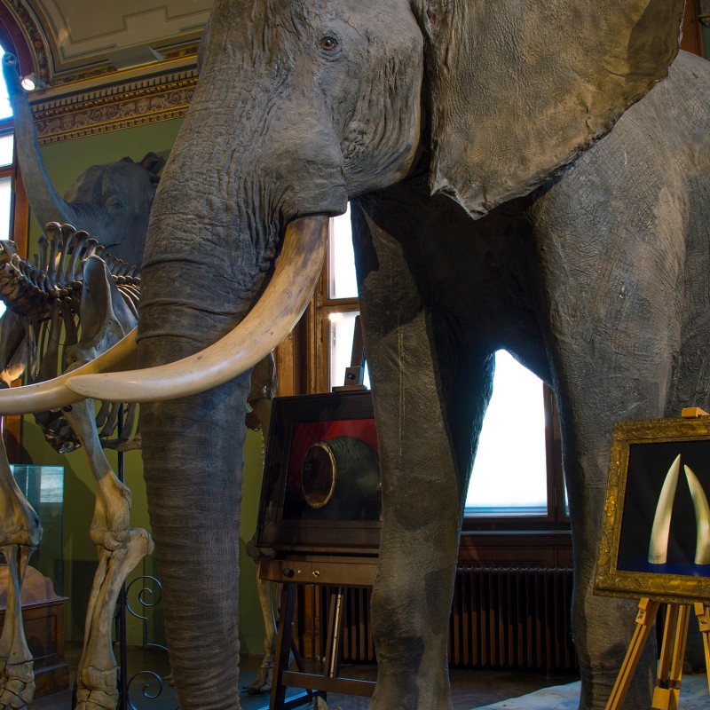 Taxidermied elephant stands beside elephant skeleton and framed pair of tusks. Background features window and ornamental
                                 details. (AI-generated alt-text, generated with GPT-4.1-mini)
