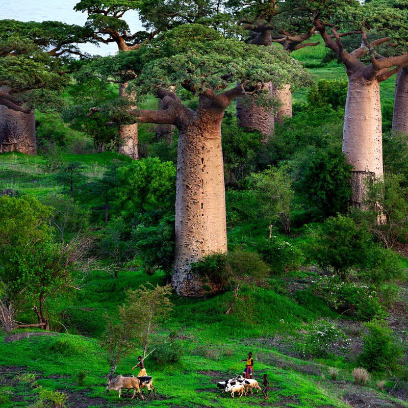 Multiple
                                 baobab trees in a green landscape, two people with livestock and a cart in the foreground. (AI-generated alt-text, generated
                                 with GPT-4.1-mini)