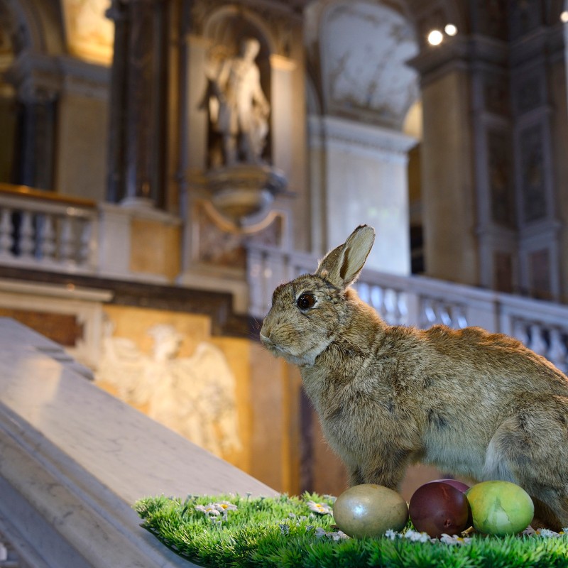 Taxidermy rabbit on artificial grass with several colored eggs on a stone staircase in a historic museum building.
                                 (AI-generated alt-text, generated with GPT-4.1-mini)