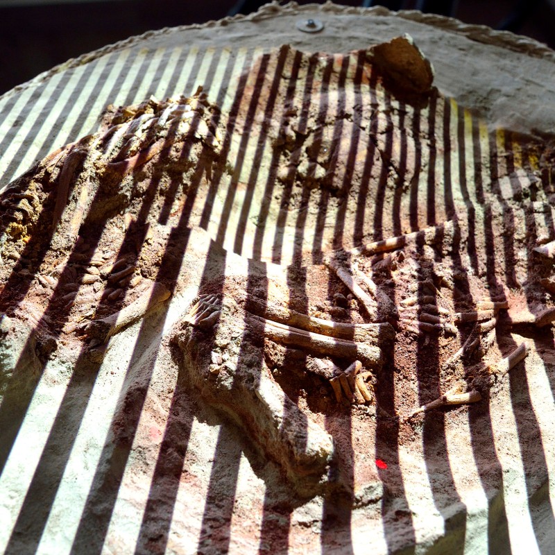 Fossil embedded in a stone slab, diagonally covered by shadows of dark stripes. (AI-generated alt-text, generated
                                 with GPT-4.1-mini)