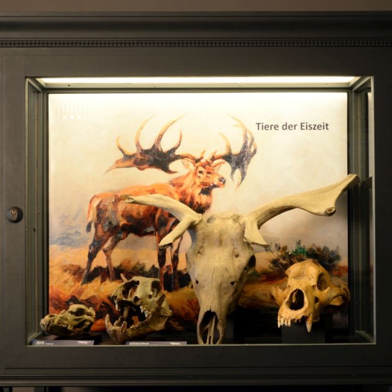 Vitrine
                                 mit großem Geweihschädel, mehreren weiteren Schädeln und einem Hintergrundbild mit urzeitlichem Hirsch. 'Tiere der Eiszeit'
                                 steht auf dem Bild. (KI-generierter Alt-Text, erstellt mit GPT-4.1-mini)