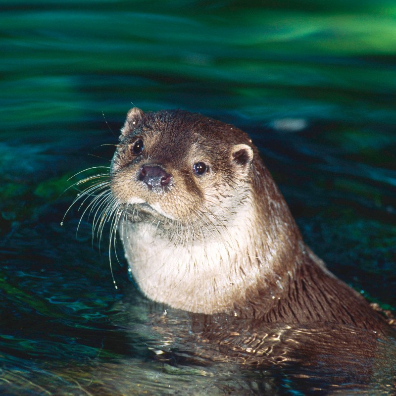 Otter with wet fur and long whiskers, head above the water in greenish water. (AI-generated alt-text, generated
                                 with GPT-4.1-mini)